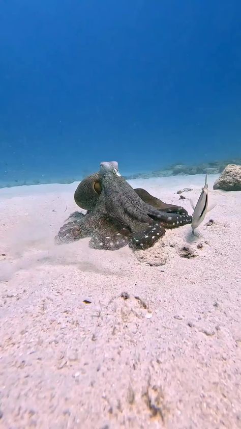 Story of love between two octopuses 🐙⁣⁣ how they started 💙😍🐙That moment when you witnessed the beginning of pure love… | Ocean Life (@_ocean.life__) on Instagram Ocean Monsters, Marine Day, Creature Marine, Wild Animals Photos, Animals Amazing, Beautiful Sea Creatures, Unusual Animals, Exotic Fish, Pure Love