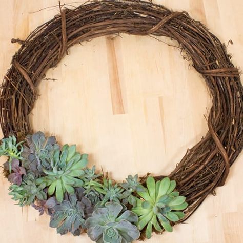 How to Make a Succulent Wreath | Calloway's Nursery Succulents Wreath, Succulent Arrangements Diy, Succulent Wreath Diy, Indoor Succulent Planter, Succulent Wedding Centerpieces, Crafts Wreaths, Succulents Drawing, Vertical Succulent Gardens, Succulent Painting