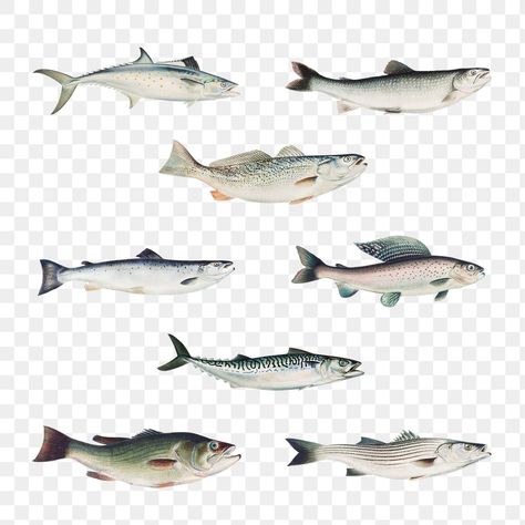 Fish Cutout, Fish Png, Mackerel Fish, Copyright Free Images, Fish Fish, Copyright Free, Vintage Fishing, Design Lab, Free Illustrations