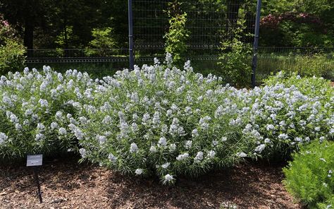 Summer Sweet Clethra - Mt. Cuba Center Obedient Plant, Flowering Dogwood, Hydrangea Arborescens, Perennial Border, Small White Flowers, Herbaceous Perennials, Garden Borders, Perennial Plants, Planting Seeds