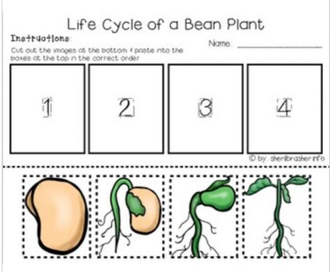 Plant Worksheet, Life Cycle Worksheet, Plant Life Cycle Worksheet, Life Cycles Preschool, Plants Worksheets, Life Cycle Craft, Worksheet Kindergarten, Bean Plant, Spelling Worksheets