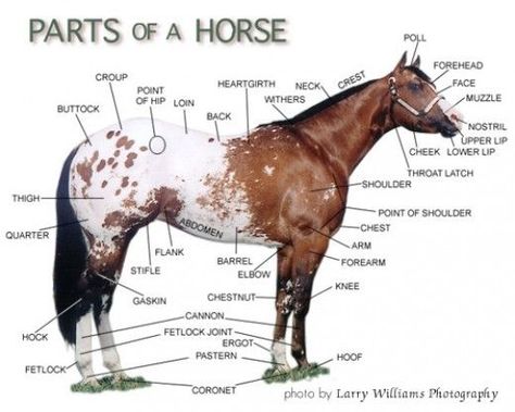 Horse facts and equestrian information I can memorize every one on the picture Parts Of A Horse, Horse Judging, Veterinary Tech, Horse Information, Course Ideas, Horse Facts, Vet Medicine, Horse Info, Horse Anatomy