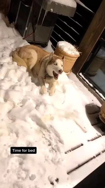 Siberian Husky on Instagram Funny Husky Videos, Husky Videos, Siberian Husky Funny, Funny Husky, Husky Funny, Tag Friends, From Tiktok, 웃긴 사진, Silly Animals