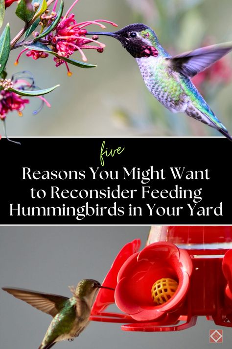 🌸 Attracting hummingbirds to your yard with feeders can be tempting, but there are some factors you should consider first. Explore 5 reasons why feeding hummingbirds might not be the best idea, including the impact on their health and natural foraging habits. Perfect for bird enthusiasts and eco-conscious gardeners! #Hummingbirds #BirdFeeding #GardenCare Feeding Hummingbirds, Plants To Attract Hummingbirds, Attracting Hummingbirds, Pollinating Flowers, Attract Hummingbirds, Low Maintenance Landscaping, Tiny Bird, Humming Bird, How To Attract Hummingbirds