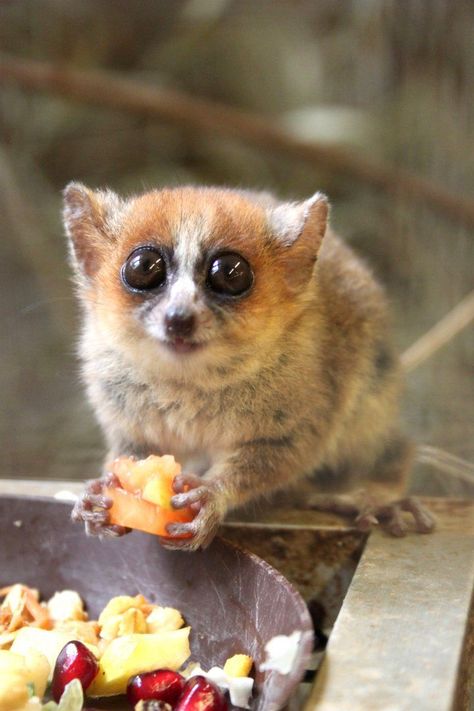 Mouse Lemur, Regard Animal, Some Funny Jokes, Primates, Animal Kingdom, Wonders Of The World, Mammals, Animals Wild, Peace And Love