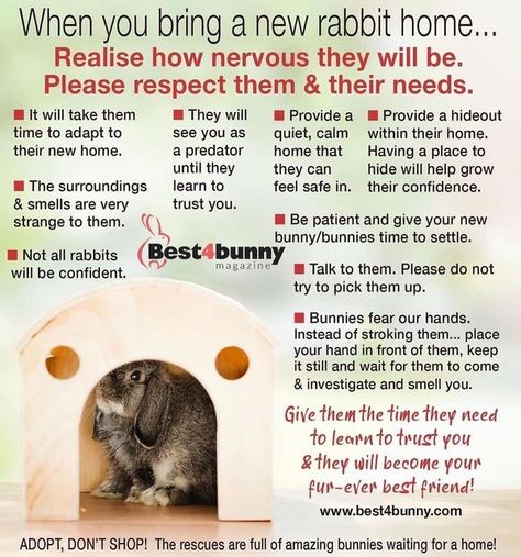 Friends of Unwanted Rabbits on Instagram: "When you adopt a bunny, remember they need time to feel safe🐰" Bunny Checklist, Adopt A Bunny, Bunny Care Tips, Pet Rabbit Care, Pet Bunny Rabbits, Bunny Care, Rabbit Cages, Rabbit Care, Pet Bunny