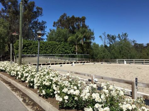 Outside Horse Arena, Jumping Arena, Equestrian Arena Outdoor, Outdoor Dressage Arena, Horse Turnout Paddock, Horse Stable Aesthetic Exterior, Horse Arena Obstacles, Luxury Horse Barns, Horse Riding Arena