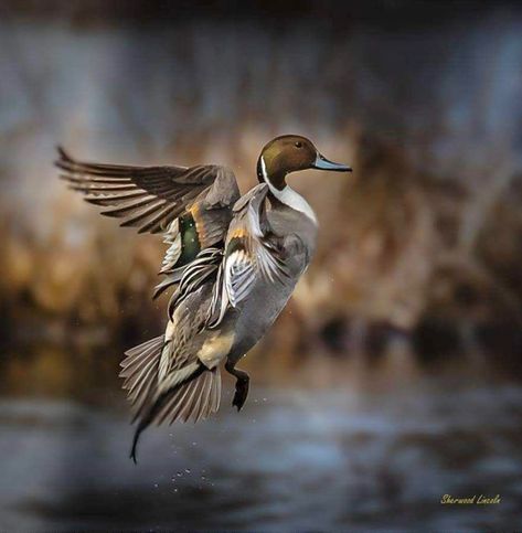 Anas acuta: An elegant, slender dabbling duck of wetlands and lakes in North America. Pintail Duck, Waterfowl Taxidermy, Duck Mount, Bird Taxidermy, Farm Pond, Hunting Art, Wood Ducks, Wildlife Paintings, Bow Hunting