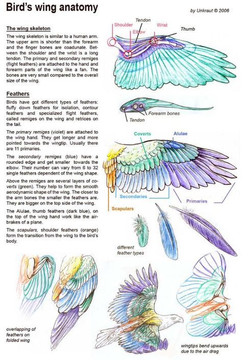 Wing Anatomy, Winged People, Wings Drawing, Wings Art, Bird Wings, Anatomy Drawing, Anatomy Reference, Bird Drawings, Animal Tattoos