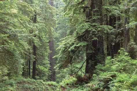 size: 18x12in Photographic Print: Hemlocks And Redwoods In a North American Forest by Kaj Svensson : Foggy Mountains, Forest Sunset, Temperate Rainforest, Redwood Tree, Redwood Forest, Misty Forest, Science Photos, Landscape Artist, Ocean Photography