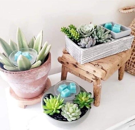 Succulent wax warmers to add that special touch to your home. Electric Wax Warmer, Scentsy Consultant Ideas, Scented Wax Warmer, Scentsy Party, Scentsy Wax Bars, Scentsy Business, Scentsy Fragrance, Electric Candle Warmers, Scentsy Consultant