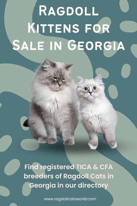 Are you asking the question - where can I find a ragdoll kitten for sale near me? Then check out our directory of registered TICA and CFA ragdoll cat breeders with ragdoll kittens for sale in Georgia Ragdoll Cat Breeders, Ragdoll Kittens For Sale, Ragdoll Kittens, Cat Breeder, Kittens For Sale, Ragdoll Cats, Ragdoll Kitten, Kitten For Sale, Ragdoll Cat