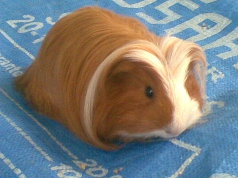 LONG HAIR GUINEA PIG @ CAVIA Guine Pig, Baby Guinea Pigs, Pet Stuff, Happy Animals, Guinea Pig, Brighten Your Day, Guinea Pigs, Pigs, Long Hair