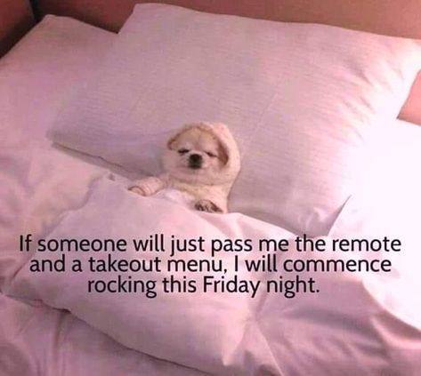 Not a cat, yet an apple headed chihuahua is close to a kitty in my book. haha Friday Night Quotes, Natural Wound Care, Positive Quotes For The Day, Quotes For The Day, Good Night My Friend, Its Friday Quotes, Friendship Quotes Funny, Wound Care, Friday Humor