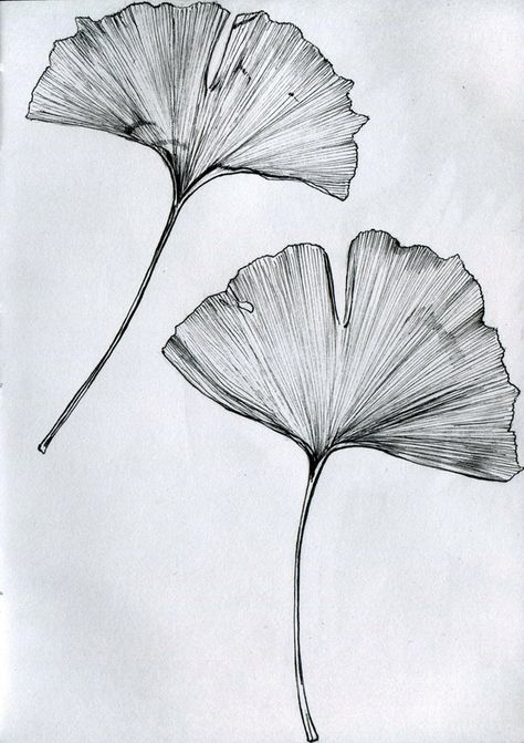 Ginkgo tattoo Blatt Tattoos, Leaves Sketch, Ginkgo Tree, Tattoo Zeichnungen, Japanese Tattoos, Tiny Tattoo, Tree Of Life Tattoo, Japanese Tattoo Designs, Inked Magazine