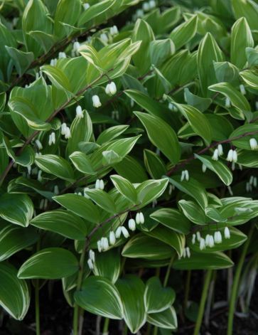 Solomons Seal, Shade Perennials, Garden Shrubs, Moon Garden, Woodland Garden, Easy Plants, Olive Garden, Design Flower, White Gardens