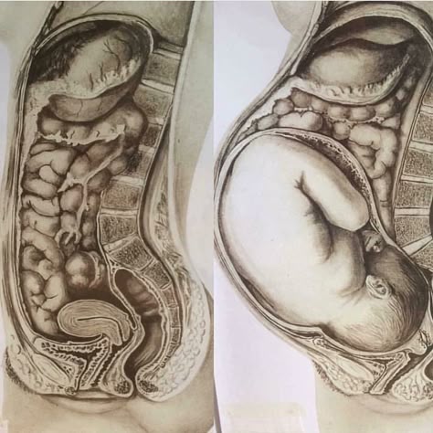 Need To Pee, Baby Registry List, Pregnancy Art, Human Body Anatomy, Baby Facts, Prenatal Yoga, Medical Anatomy, Medical Knowledge, Body Anatomy