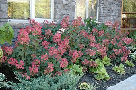 Pink Diamond Hydrangea (Hydrangea paniculata 'Pink Diamond') | Lurvey Garden Center | Height:10 feet | Spread: 10 feet Hydrangea Paniculata Bobo, Pink Limelight Hydrangea, Hydrangea Pink, Hydrangea Pinky Winky, Pink Diamond Hydrangea, Hydrangea Tree, Hydrangea Shrub, Spreads, Hydrangea Paniculata