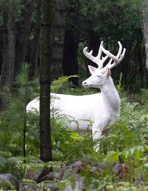 Albino Deer, Deer Pictures, Fishing Apparel, Albino Animals, Forest Creatures, Pretty Animals, Creature Feature, Whitetail Deer, Foto Art