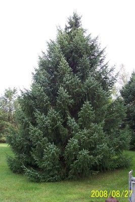 Serbian Spruce — Windbreak Trees Picea Omorika, Windbreak Trees, Serbian Spruce, Garden Flooring, Plants For Landscaping, Flexible Wood, Limestone Rock, Yard Inspiration, Garden Floor