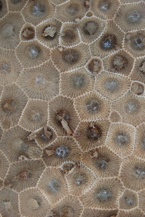 A Petoskey stone is a rock and a fossil, often pebble-shaped, that is composed of a fossilized coral, Hexagonaria percarinata. They are fragments of a coral reef that was originally deposited during the Devonian period, about 350 million years ago. (Wikipedia) Photo by Mark Willocks. Petosky Stone, Devonian Period, Rocks And Fossils, Fossilized Coral, Petoskey Stone, Organic Forms, Rocks And Gems, Rock Hounding, Patterns In Nature