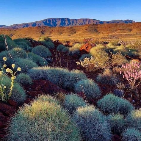 Australian Desert Landscape, Western Landscape Photography, Australian Outback Aesthetic, Aussie Outback, Australian Landscapes, Australian Desert, Australia Landscape, Australian Landscape, Australian Outback