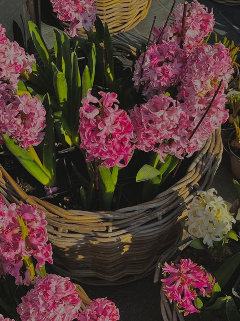 hyacinth Hyacinth Aesthetic, Pink Hyacinth, Pretty Flowers, Flowers, Red, Pink, Quick Saves, Nature