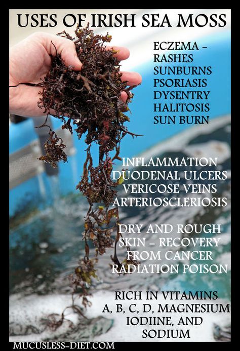 The Many Health Benefits of Irish Sea Moss Vegan Transformation, Iron Deficiency Symptoms, Irish Sea Moss, Gym Nutrition, Calendula Benefits, Wild Herbs, Female Health, Healthy Wealthy, Purple Sea