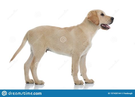 Cute Labrador, Labrador Retriever Puppy, Golden Background, Labrador Retriever Puppies, Retriever Puppy, Side View, Puppy Dog, Looking Up, Dogs And Puppies