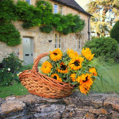 My first ever basket of sunflowers #sunflowers #basket #countrycottage #cottages #cottage #cottagecore #prettydoor #summervibes Sunflower Cottagecore, Basket Of Sunflowers, Sunflower Cottage, Farmer Girl, Places In England, Garden Basket, English Heritage, Rural Life, Little Cottage