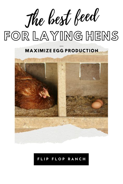 What To Feed Laying Hens, Best Feed For Laying Hens, Best Chicken Feed For Layers, Chicken Feed For Laying Hens, Best Chicken Feed, Farming Chickens, Chicken Feed Diy, Quack Shack, What To Feed Chickens