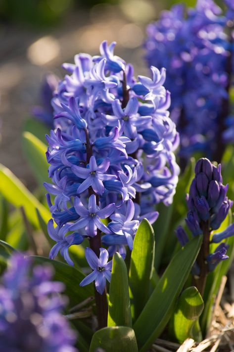 Hyacinth Bulbs, Serenity Color, White Hyacinth, Blue Hyacinth, Hyacinth Flowers, Prayer Garden, Crocus Bulbs, Planting Tools, Amaryllis Bulbs