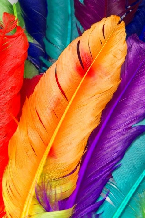 This Pin was discovered by MaJo Gordillo. Discover (and save!) your own Pins on Pinterest. Iphone 5 Wallpaper, Hd Wallpaper Iphone, Taste The Rainbow, Feather Art, Colorful Feathers, Live Colorfully, Jolie Photo, Over The Rainbow, Mellow Yellow