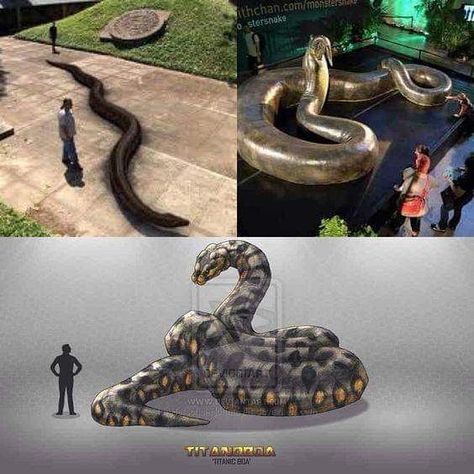 Titanoboa 😱  Titanoboa; meaning "titanic boa," is a genus of snake that lived approximately 60–58 million years ago, during the Paleocene… Titanoboa Snake, Giant Snake, Ark Survival Evolved, Ancient Animals, Paleo Art, Alien Concept Art, Extinct Animals, Dinosaur Fossils, Prehistoric Creatures