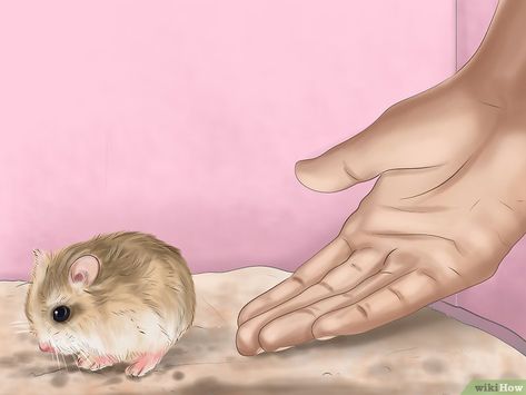 How to Care for Roborovski Hamsters (with Pictures) - wikiHow Robo Hamster, Roborovski Hamster, Hood Rat, Hamster Care, Pet Tips, Pet Hacks, Hamsters, Guinea Pigs, Pigs