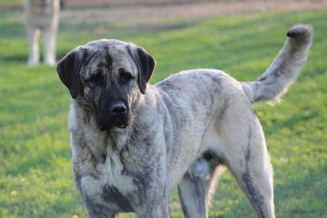 Mythos Anatolian Shepherds in Michigan | Anatolian Shepherd Dog puppies | Good Dog Anatolian Shepherd Aesthetic, Puppy Starter Kit, Livestock Guardian Dog, Livestock Guardian, Anatolian Shepherd, Dog Club, Dog Puppies, Good Dog, Animal References