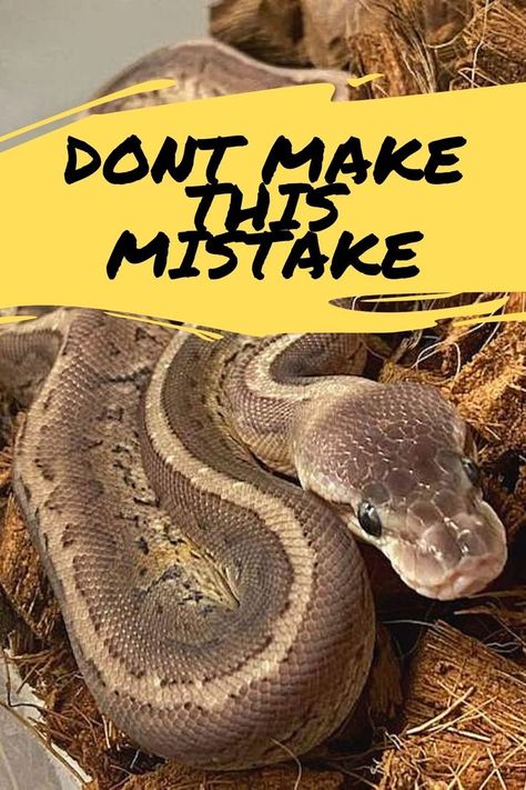 Don't make this mistake with your ball python Snake Habitat Ideas Ball Python, Natural Ball Python Enclosure, Ball Python Enclosure Ideas Diy, Hall Python Enclosure, Diy Ball Python Enclosure, Snake Cage Ideas Ball Python, Bioactive Ball Python Enclosure Ideas, Ball Python Bioactive Enclosure, Ball Python Terrarium Ideas