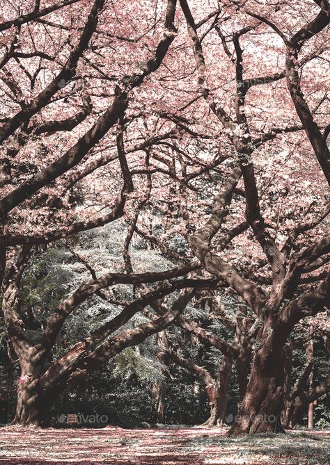 Cherry Blossom Forest in Tokyo Cherry Blossom Forest, Sakura Wedding, Japanese Tree, Pink Forest, Estate Garden, Pink Cherry Blossom, Forest Photos, Sakura Tree, Flower Therapy