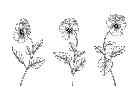 Pansy Outline Drawing, Pansy Bouquet Tattoo, Pansy Line Drawing, Pansy Line Art, Pansy Tattoo Minimalist, Pansy Tattoo Small Black And White, Pansy Flower Tattoo Black And White, Pansy Tattoo Design, African Violet Tattoo Black And White