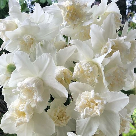 White Daffodils, Narcissus Flower, Daffodils, Pretty Flowers, Natural Wood, Got Married, Flower Garden, Floral, Flowers