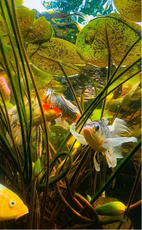 Underwater image of koi and lily pads Butterfly Koi, Beautiful Underwater, Underwater Images, Pond Painting, Underwater Painting, Výtvarné Reference, Underwater Art, Water Lilly, Basic Facts