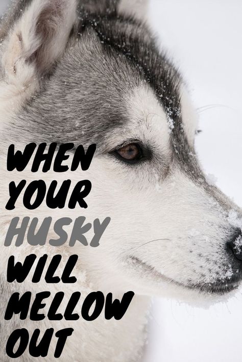 Siberian Husky Training Tips, Owning A Husky, American Husky, Husky Care, Husky Puppy Training, Siberian Husky Training, Puppy Pool, Husky Facts, Siberian Husky Funny