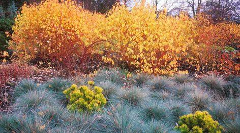 Winter Border, Cornus Sanguinea, Garden Texture, Fall Gardens, Pinus Mugo, Landscape Stairs, Garden Winter, Planting Design, California Garden