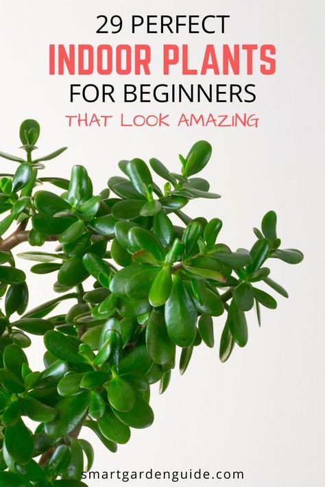 Indoor Plants For Beginners, Easy To Grow Plants, Plants For Beginners, Easy Indoor Plants, Easy Care Houseplants, Easy House Plants, نباتات منزلية, Easy Plants To Grow, Plant Care Houseplant