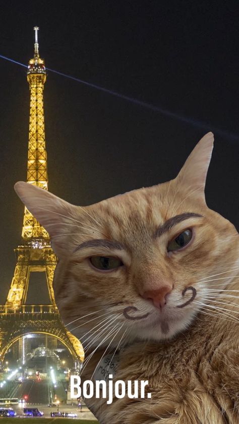 My kitty send me this from Paris Cat In France, French Meme, France Wallpaper, French Cat, Gustave Eiffel, Funny Cat Pictures, Cute Cats And Dogs, Kitty Cats, Crazy Cat Lady