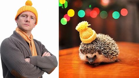 Smallest hat. Benedict And Martin, Sherlock Fandom, Sherlock 3, A Hedgehog, High Functioning, Sherlock John, Sherlock Benedict, I Am Sherlocked, 221b Baker Street