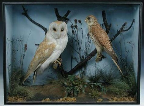 Owl Diorama idea Owl Diorama, Bird Diorama, Lantern Diorama, Bird Habitat, Diorama Kids, Diorama Ideas, Pumpkin House, Snow Owl, Activities For Girls