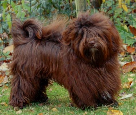 Chocolate Havanese, Havanese Breeders, Havanese Haircuts, Havanese Grooming, Havanese Dog, Havanese Puppies, Havanese Dogs, Art Portraits, Puppy Adoption