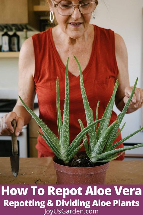 Is your Aloe vera outgrowing its current pot? In this step-by-step Aloe vera plant repotting guide, we'll walk you through choosing a pot, the soil mix to use, the steps to take, & the aftercare. Learn all about Aloe vera potting mix, Aloe vera soil, how to divide Aloe vera, how to replant Aloe vera, how to transplant Aloe vera, replanting Aloe vera, how to repot an Aloe plant, repot Aloe vera, repotting Aloe, & repotting Aloe vera. Aloe vera is a useful & popular succulent houseplant! Aloe Vera Indoor, Potted Aloe Vera, Plant Repotting, Growing Aloe Vera, Aloe Vera Care, Zebra Plant, Plant Care Houseplant, Succulent Soil, Aloe Plant