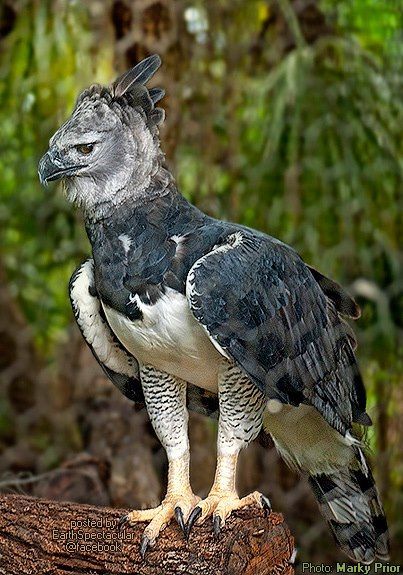 Harpy Eagle, Bird Sitting, Exotic Birds, Pretty Birds, Colorful Birds, Birds Of Prey, Animal Photo, Nature Animals, 귀여운 동물